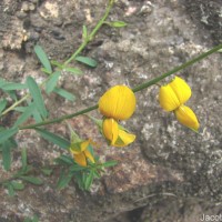 Crotalaria albida B.Heyne ex Roth